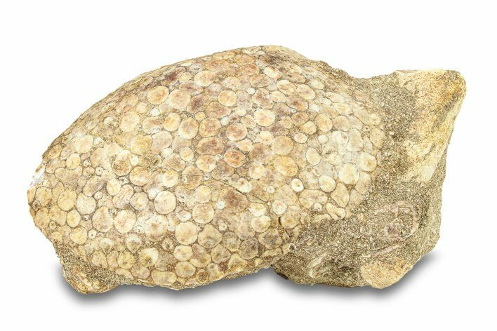 Fossil Crusher Fish (Eodiaphyodus) Mouth Plate -Morocco #294183
